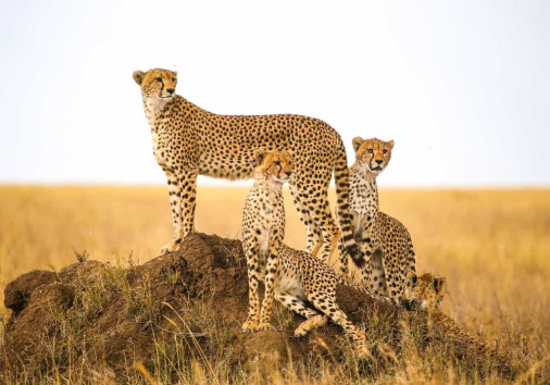 Cheetahs,watching,prey,in,serengeti,national,park,,tanzania