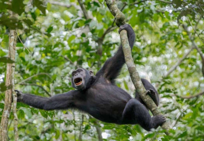 3-Day Gorilla Trekking at Bwindi Impenetrable National Park