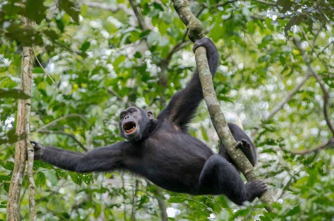 3-Day Gorilla Trekking at Bwindi Impenetrable National Park
