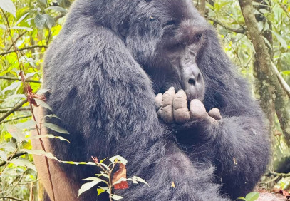 3-Day Bwindi Gorilla Tracking Safari