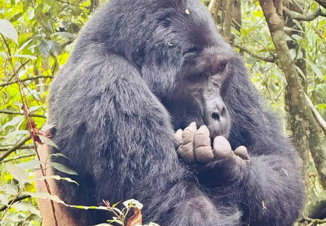 3-Day Bwindi Gorilla Tracking Safari