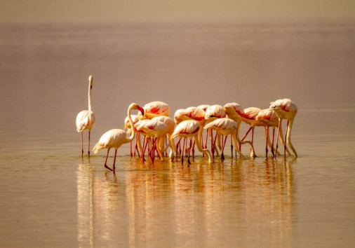 Flamingoes 2