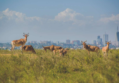 Gazzelles In Nairobi National Park Copy Copy