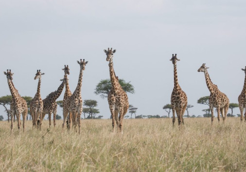 Giraffes In Masai Mara 2 Copy Copy