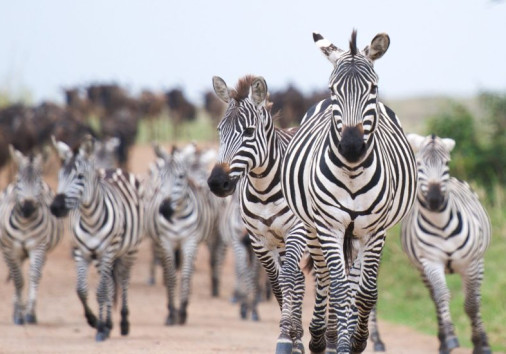 Heard Of Zebras In Maasai Mara Copy Copy