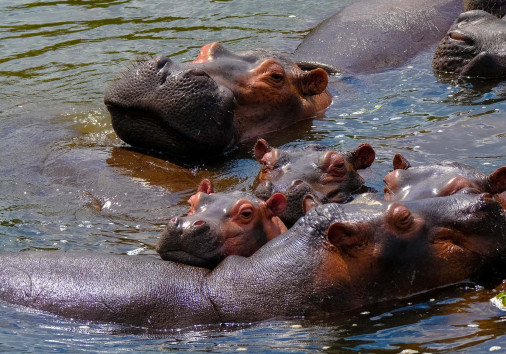 Hippos In Lake Naivasha 2 Copy Copy