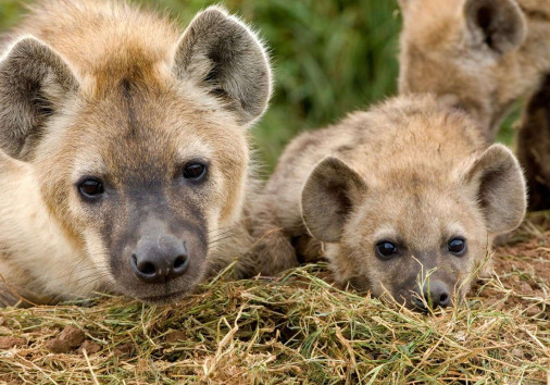 Hyenas In Masai Mara Copy Copy