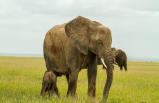 2-Day Magnificent Amboseli Safari