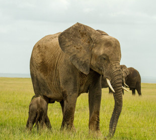 2-Day Magnificent Amboseli Safari