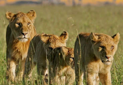 5-Day Luxury Tarangire, Ngorongoro, Serengeti & Manyara