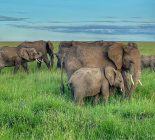 5-Day South Serengeti National Park and Ngorongoro Crater