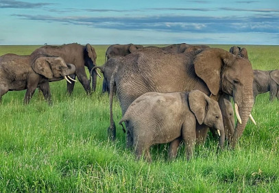 5-Day South Serengeti National Park and Ngorongoro Crater