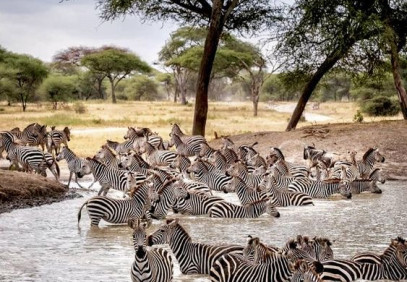 9-Day Serengeti National Park & Zanzibar Island