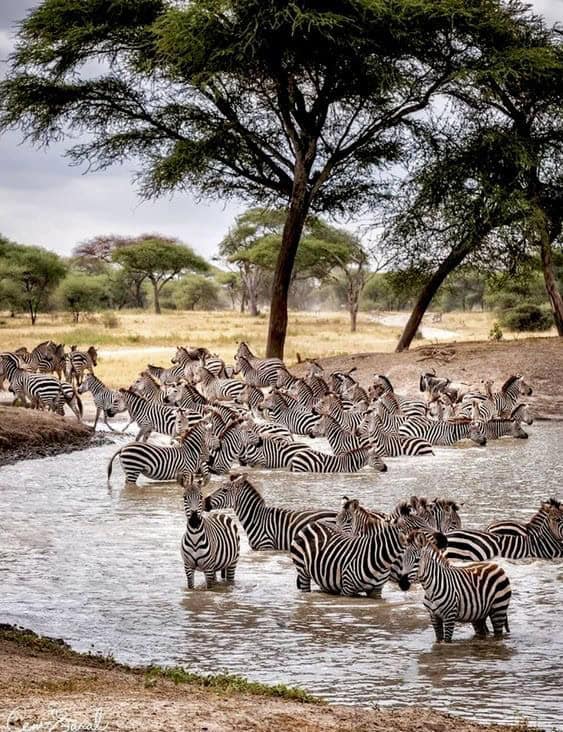 9-Day Serengeti National Park & Zanzibar Island