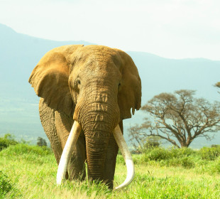 7-Day Wildlife & Outdoor Activities from Kilimanjaro