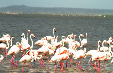 1-Day Lake Naivasha and Lake Nakuru Safari