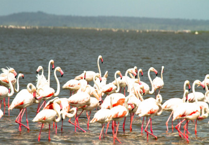 1-Day Lake Naivasha and Lake Nakuru Safari