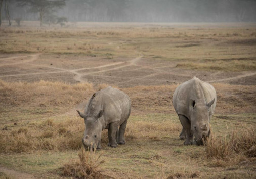 Rhinos In L Nakuru