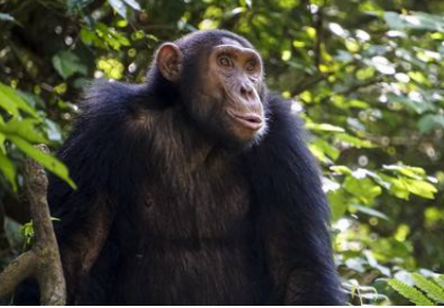 14-Day Gorillas, Wildlife & Zanzibar Beach Holiday