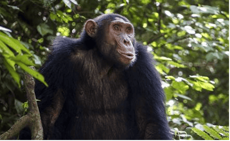 14-Day Gorillas, Wildlife & Zanzibar Beach Holiday
