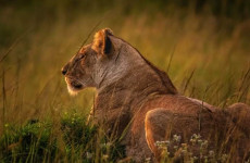 3-Day Tanzania Serengeti Safari