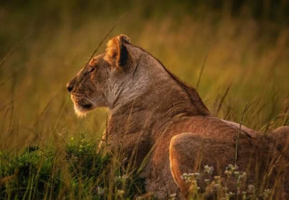 3-Day Tanzania Serengeti Safari