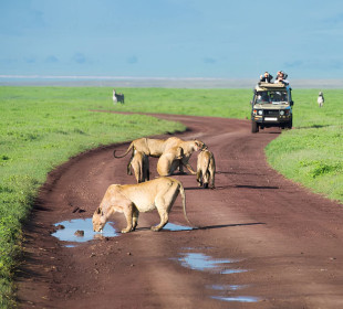 4 Days Wildlife Safari after Climbing Kilimanjaro