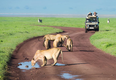 4 Days Wildlife Safari after Climbing Kilimanjaro