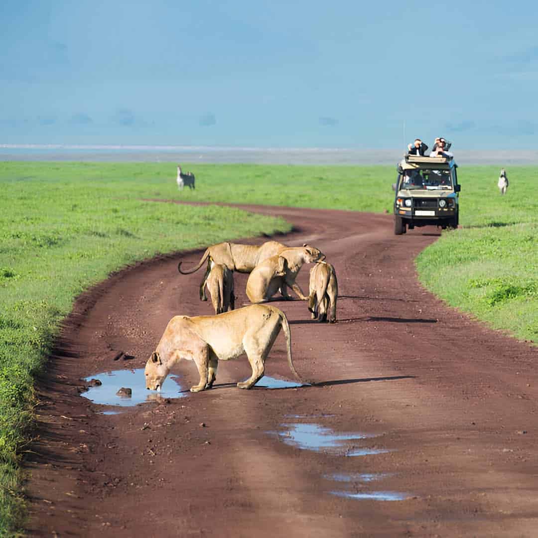 4 Days Wildlife Safari after Climbing Kilimanjaro