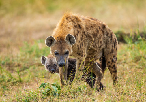 Hyena Masai Mara Copy Copy
