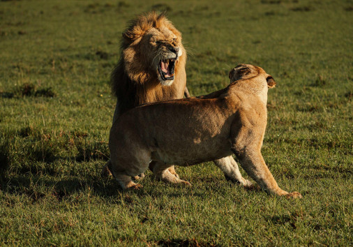 Lion Fights A Lioness