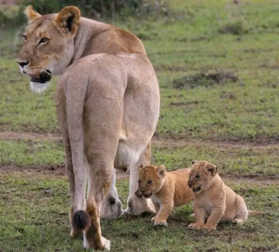 7-Day Kenya Bush Safari: Masai Mara & Amboseli