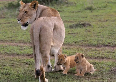 7-Day Kenya Bush Safari: Masai Mara & Amboseli