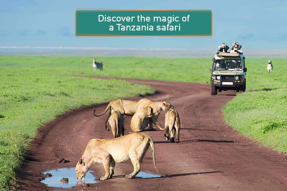 Discover the magic of a Tanzania safari