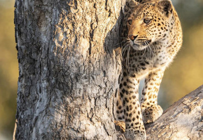 11-Day Highlights of Botswana Safari