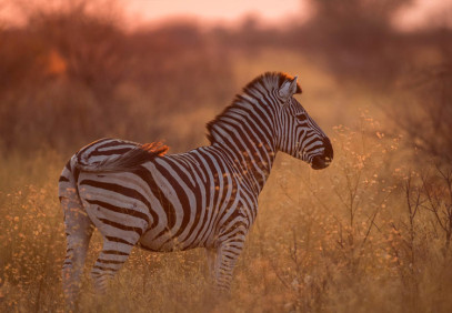 7-Day Central Kalahari and Okavango Delta Safari