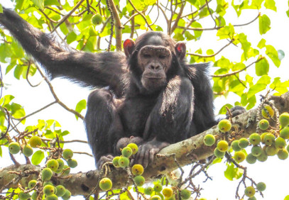 21-Day Uganda & Tanzania Dream Safari with Beach