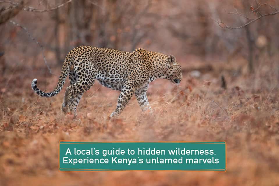 A local’s guide to hidden wilderness: Experience Kenya’s untamed marvels