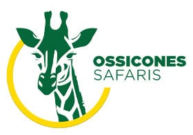 Ossicones Safaris
