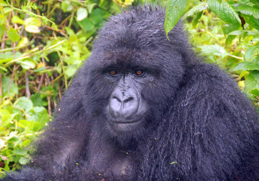 Gorilla