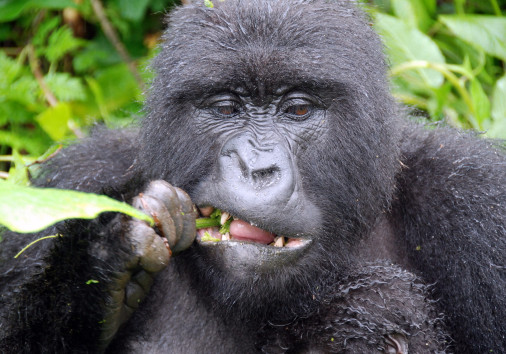 Gorilla in Bwindi Impenetrable National Park