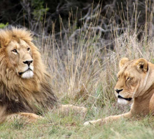 10 Days Rwanda and Uganda Combined Safari