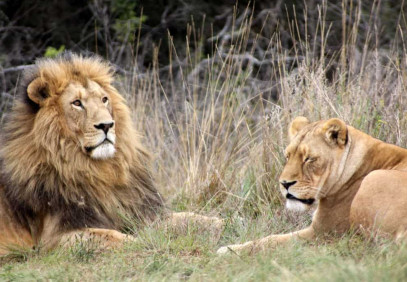 10 Days Rwanda and Uganda Combined Safari
