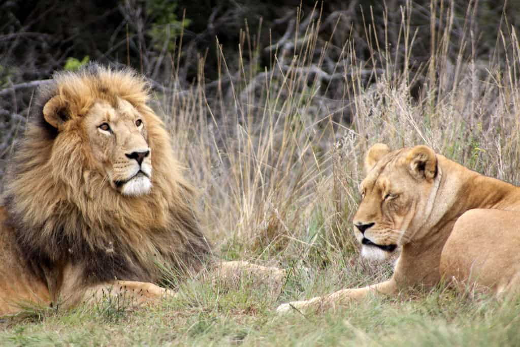 10 Days Rwanda and Uganda Combined Safari