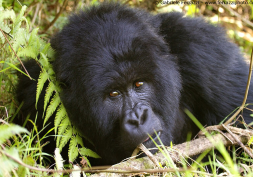 5835341129 39000dc8dd C