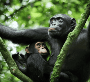 5-Day Uganda Primate & Wildlife Safari via Kigali
