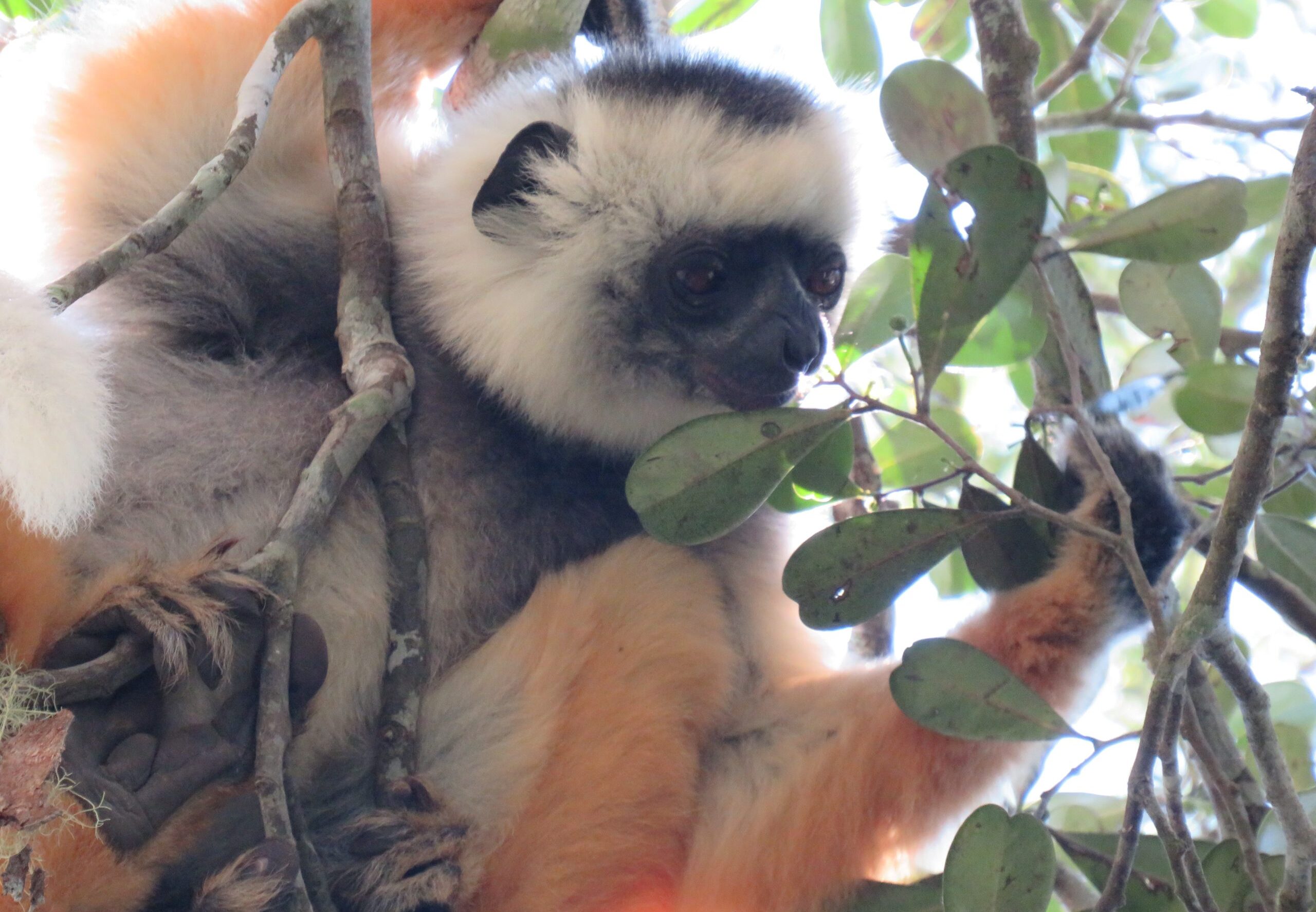 12 Days Highlights of Madagascar