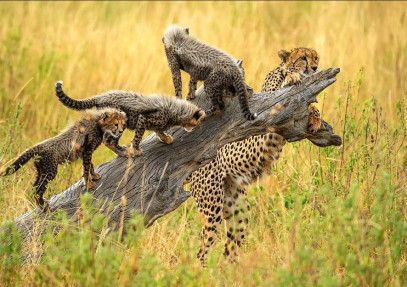 7-Day Best Big 5 Economical Safari