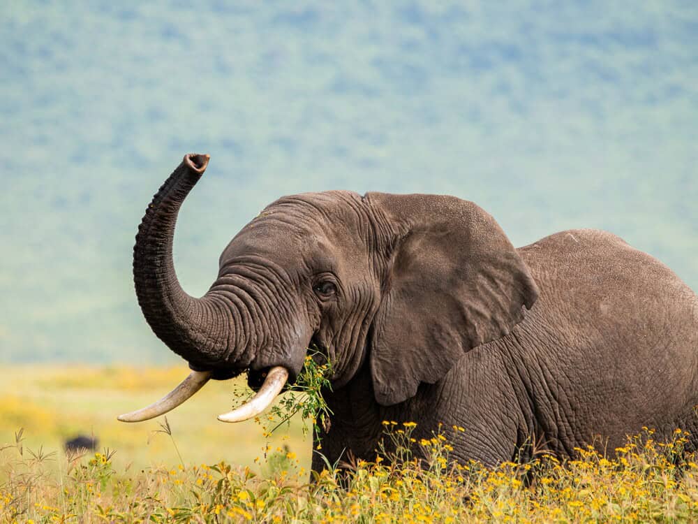 Elephant,exploring,ngorongoro,crater,,tanzania