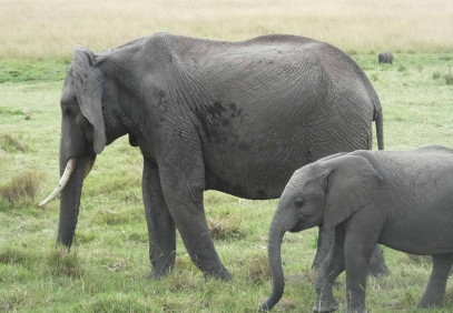 6-Day Wildebeest Migration Safari